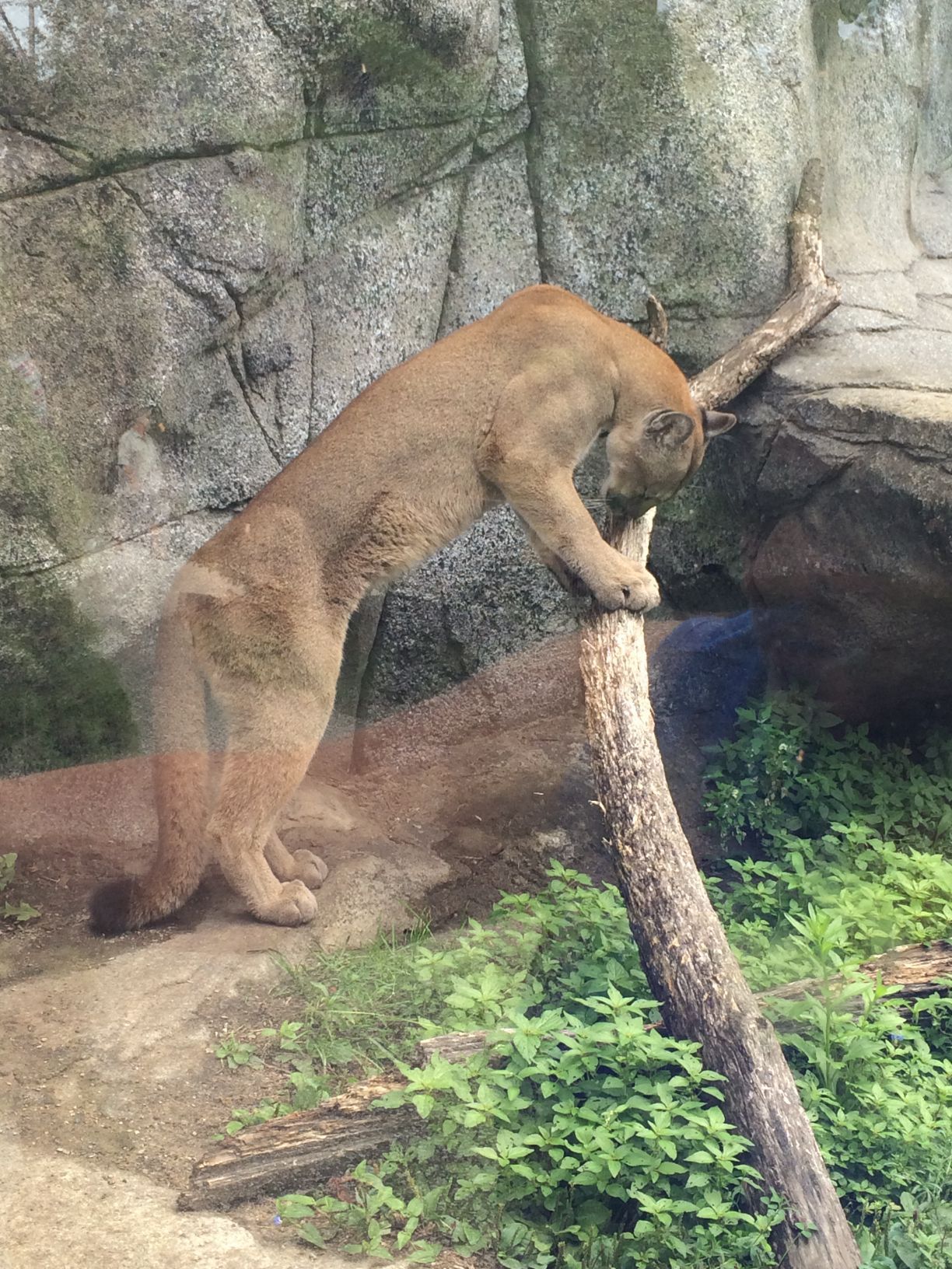 Washington Park Zoo